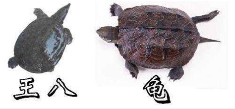 申字面 王八是烏龜還是鱉